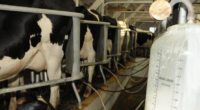 Novo modelo de produção, em estudo pela Fetag/RS e a Lactalis do Brasil, tornando parceiros produtores gaúchos e indústrias, pode ajudar a baixar os custos de produção do leite e […]