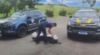 A Receita Federal e a Polícia Rodoviária Federal (PRF) durante ação conjunta, realizaram a apreensão de aproximadamente 10 kg de droga canabinoide em Santana do Livramento. O material será periciado, […]