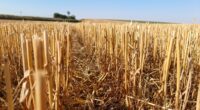 A Safra de Inverno está concluída no Rio Grande do Sul. No Informativo Conjuntural desta quinta-feira (12/12), a Emater/RS-Ascar divulga a estimativa final.A safra de 2024 foi encerrada após a […]