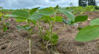 A semeadura da soja no Rio Grande do Sul alcança 96% da área de cultivo projetada pela Emater/RS-Ascar nesta safra 2024/2025, que é de 6.811.344 hectares, com produtividade média de […]