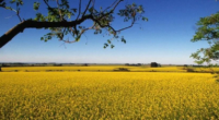 Previsão do Sistema de Monitoramento e Alerta Agroclimáticos considera pouco provável a ocorrência de estiagens amplas e severas Temperaturas mais altas devem ocorrer em fevereiro, mas sem a ocorrência de […]