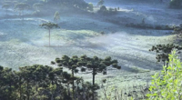Temperatura em região de São Joaquim foi de 4,6°C Geada no fim de dezembro surpreende e transforma paisagem cidade de Santa Catarina | Foto: Mycchel Legnaghi /@saojoaquimonline.com.br/ Divulgação / CP É […]