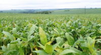 Evento pode determinar períodos mais prolongados de chuva irregular e abaixo da média, o que deve afetar a agricultura Déficit de precipitação pode afetar a agricultura em diversos municípios, com […]