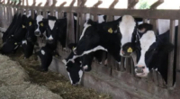 Avanço foi de 3,4% em outubro, segundo índice de insumos divulgado pela Farsul Alimentação para o gado leiteiro está mais cara em outubro | Foto: Luiz Henrique Magnante / Embrapa Trigo […]