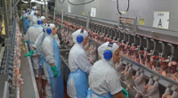 Expansão gaúcha, de 16,5%, ficou abaixo da média nacional, superior a 23% Vendas nacionais de carne de frango ao exterior somaram US$ 893 milhões em novembro | Foto: Lucas Scherer / […]