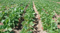 Estudo realizado em parceria do Departamento de Diagnóstico e Pesquisa Agropecuária da Secretaria da Agricultura, Emater/RS e produtores mostra a potência do uso de bioinsumos para o plantio de feijão […]