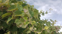 Vinhedos das Regiões Centro, Campanha e Fronteira Oeste estão entre os mais afetados Cooperativa Agrária São José chegava a receber um milhão de toneladas de uvas, mas, no ano passado, […]