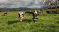 A primavera de 2024 apresentou condições melhores que dos anos anteriores para o conforto térmico animal. A conclusão vem das análises de dados publicadas no Comunicado Agrometeorológico 79 – Especial Biometeorológico […]
