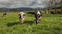 Situações de estresse térmico calórico foram observadas principalmente no mês de novembro A primavera deste ano foi menos chuvosa em comparação com a de 2023, embora com alta umidade e […]
