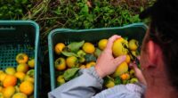 Depois de duas estiagens seguidas e uma enchente, o mercado de trabalho promete ganhar um fôlego extra em 2025. E a expectativa vem da safra farta que se projeta colher neste ano. De […]