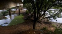 Com 37 municípios com decretos de situação de emergência editados, o Rio Grande do Sul volta a perceber os efeitos da estiagem nas primeiras semanas de 2025. A escassez de chuva, que traz preocupação […]