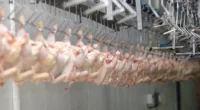 Passados seis meses do encerramento do surto de doença de Newcastle registrado em Anta Gorda, no Vale do Taquari, a Organização Avícola do Rio Grande do Sul (Asgav/Sipargs) reforçou, junto ao Ministério […]
