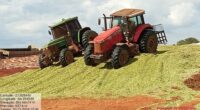 Avança colheita de milho para silagem e os resultados são adequados   A colheita de milho para silagem avançou e os resultados de colheita são considerados adequados. De acordo com […]