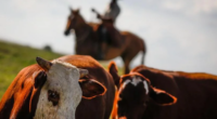 Lei 15.042, sancionada pelo presidente da República em dezembro, é considerada um avanço para a melhor relação da economia com o meio ambiente, abre caminho para geração de renda, mas […]