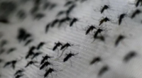 Elevadas temperaturas associadas a um maior volume de água neste período contribuem para acelerar a proliferação do Aedes aegypti Cuidado por parte dos moradores é a principal medida de prevenção […]