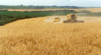 Projeção é do presidente da Câmara Setorial das Culturas de Inverno do Ministério da Agricultura e considera dificuldades climáticas no RS De acordo com dados da Conab, a produção gaúcha […]