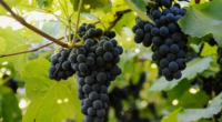 Setor espera colher 700 milhões de quilos de alta qualidade Cooperados da Vinícola Aurora cultivam 56 variedades de uvas em pequenas propriedades com média de 2,7 hectares | Foto: Zéto […]