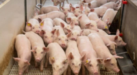 O estado foi responsável por 21,66% do market share nacional em 2024 Gaúchos embarcaram 289,9 mil toneladas de carne, uma alta de 3,2% | Foto: Wenderson Araújo / Trilux / CP […]