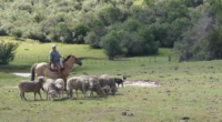 Cadastro Ambiental Rural de propriedades do Rio Grande do Sul ainda tem análises e validações 100% concluídas Operacionalizado desde 2019 em ferramenta específica para o Rio Grande do Sul, devido […]