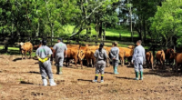 Recomendação do Serviço Veterinário Oficial deve-se a foco registrado na Alemanha Qualquer suspeita da doença deve ser notificada imediatamente à Inspetoria de Defesa Agropecuária | Foto: Fernando Dias / Ascom Seapi […]