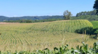 Plantio da soja segue interrompido em regiões mais afetadas pela estiagem, cujos efeitos podem causar perdas irreversíveis na cultura De acordo com Emater-RS/Ascar, primeiras áreas ceifadas apresentam excelentes resultados | Foto: […]