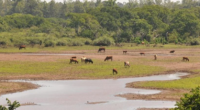 Prognóstico mantém produtores rurais de metade do Estado em alerta Persistências de altas temperaturas e chuvas irregulares marcam a previsão do tempo, da MetSul Meteorologia, para a semana no Rio […]