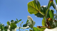 Produtores da Região Celeiro, no norte do Estado, contabilizam perdas na lavoura de soja, dificuldades com olerícolas e aumento dos custos de produção do leite Produtores vinculados à Federação dos […]