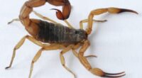 A presença do escorpião-amarelo (Tityus serrulatus) é motivo de preocupação em saúde pública no Rio Grande do Sul. O animal tem potencial para envenenamento grave através de sua picada e […]