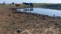 Mais 12 municípios gaúchos, de acordo com atualização divulgada pela Defesa Civil Estadual, nesta quinta-feira (6), estão em situação de emergência por causa da escassez de chuva no Rio Grande do […]