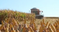 O Brasil se prepara para ecoar a maior safra de grãos de sua história. Nesta quarta-feira, dia 5, às 10h30, o governo federal anunciará um conjunto de medidas para que […]