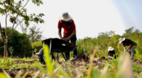 Em torno de 943 mil agricultores familiares devem se beneficiar em todo o país Com a promessa de trazer fôlego para a carteira dos pequenos produtores rurais e assentados da […]