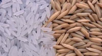 A estiagem que traz prejuízos para a fase atual da lavoura gaúcha de soja não afeta do mesmo modo o momento atual de desenvolvimento do cultivo do arroz. O diretor […]