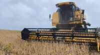 A área colhida de soja no Rio Grande do Sul passou de 39% para 50%, e se ampliou o contraste de produtividade entre lavouras e entre regiões, causado pela estiagem. […]