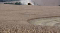 A colheita da soja no Rio Grande do Sul avança de forma significativa, alcançando 80% das áreas semeadas na safra 2024/2025, estando 17% das lavouras em maturação e 3% em […]