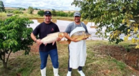 Estimativa realizada pela Emater/RS-Ascar e a SDR projetam uma movimentação de R$ 62,1 milhões na Semana Santa no Estado Mais de 2,5 mil toneladas de pescado devem ser comercializados em […]