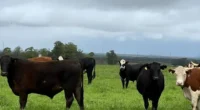 Disponibilizado desde 1º de abril, os produtores já podem acessar a Declaração Anual de Rebanho de 2025. O vice-presidente técnico da Federação Brasileira das Associações de Criadores de Animais de […]