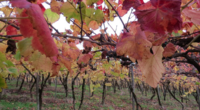 Com a chegada do inverno e o clima mais ameno, cresce o interesse pelo consumo de produtos coloniais, como suco de uva e vinhos produzidos de forma artesanal. A Serra […]