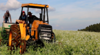 À medida que ocorre a finalização da safra de verão e o início do período recomendado pelo Zoneamento Agrícola de Risco Climático (Zarc), as atenções dos produtores se voltam para […]