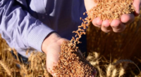 Previsão de Hamilton Jardim, diretor da Farsul, leva em conta descapitalização do produtor gaúcho, dificuldade de crédito e de obtenção de seguro agrícola Os revezes climáticos no Rio Grande do […]
