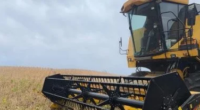 Término dependerá da melhoria das condições climáticas De acordo com o Informativo Conjuntural, divulgado pela Emater/RS-Ascar, a colheita da soja está praticamente encerrada no Rio Grande do Sul. Em função […]