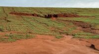 O plantio do trigo avançou apenas 2% e atinge 39% da área prevista para o Rio Grande do Sul nesta safra, que é de 1.198.276 hectares. De acordo com o […]