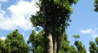 O concurso de Árvores Gigantes do Rio Grande do Sul irá revelar o maior exemplar de erva-mate (Ilex paraguariensis), árvore símbolo do Estado gaúcho. A ação é uma iniciativa coordenada […]