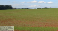 As condições climáticas na semana passada possibilitaram o avanço da semeadura do trigo na maioria das regiões produtoras, atingindo, para o Rio Grande do Sul, média superior a 37% da […]