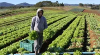 Com a resolução número 5.220 do Conselho Monetário Nacional (CMN), o plantio da próxima safra de grãos gaúcha está garantido para os produtores no Estado com dívidas com juros subsidiados pela União. […]