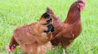 Está descartada a possibilidade de um caso de gripe aviária em granja comercial em Anta Gorda, no Vale do Taquari, sob investigação desde o último dia 27. O encerramento da investigação foi […]