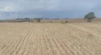 Aumentou para quase 200 o número de entidades manifestando apoio aos produtores rurais gaúchos que enfrentam prejuízos acumulados com os eventos climáticos extremos. As instituições assinam nota conjunta divulgada, no […]