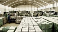 As exportações brasileiras de ovos (incluindo in natura e processados) totalizaram 5.358 toneladas em maio, de acordo com a Associação Brasileira de Proteína Animal (ABPA). O número supera em 295,8% […]