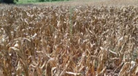 A Federação dos Trabalhadores na Agricultura no Rio Grande do Sul (Fetag-RS) considerou de extrema relevância as novas iniciativas, Operação Terra Forte e Milho 100%, anunciadas pelo governador do Estado, […]