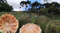 Com a safra de pinhão em andamento desde o dia 1º de abril, quando inicia oficialmente o período da colheita no Rio Grande do Sul, a semente da Araucária Angustifolia, […]