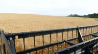 A recente decisão do governo federal de tributar instrumentos como Letras de Crédito do Agronegócio (LCA), Certificados de Recebimento do Agronegócio (CRA) e as Cédulas de Produto Rural (CPR) é […]
